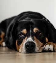 Vomiting in dogs – when is surgery needed?
