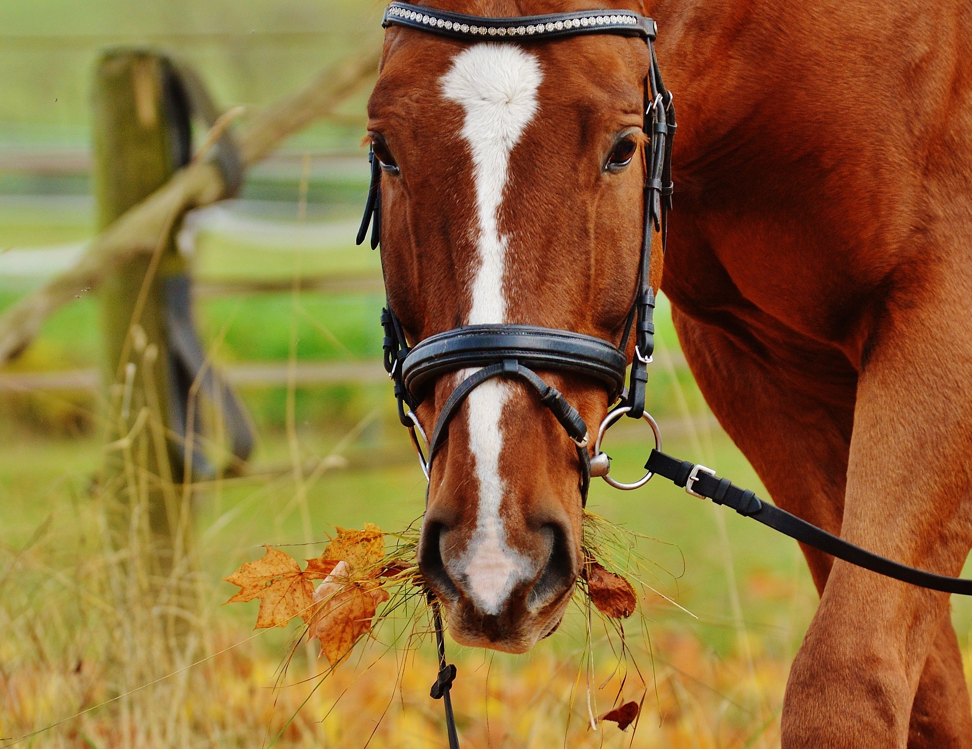 Why is my horse shaking his head? Vet Help Direct