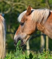 How much food does a laminitic pony actually need?