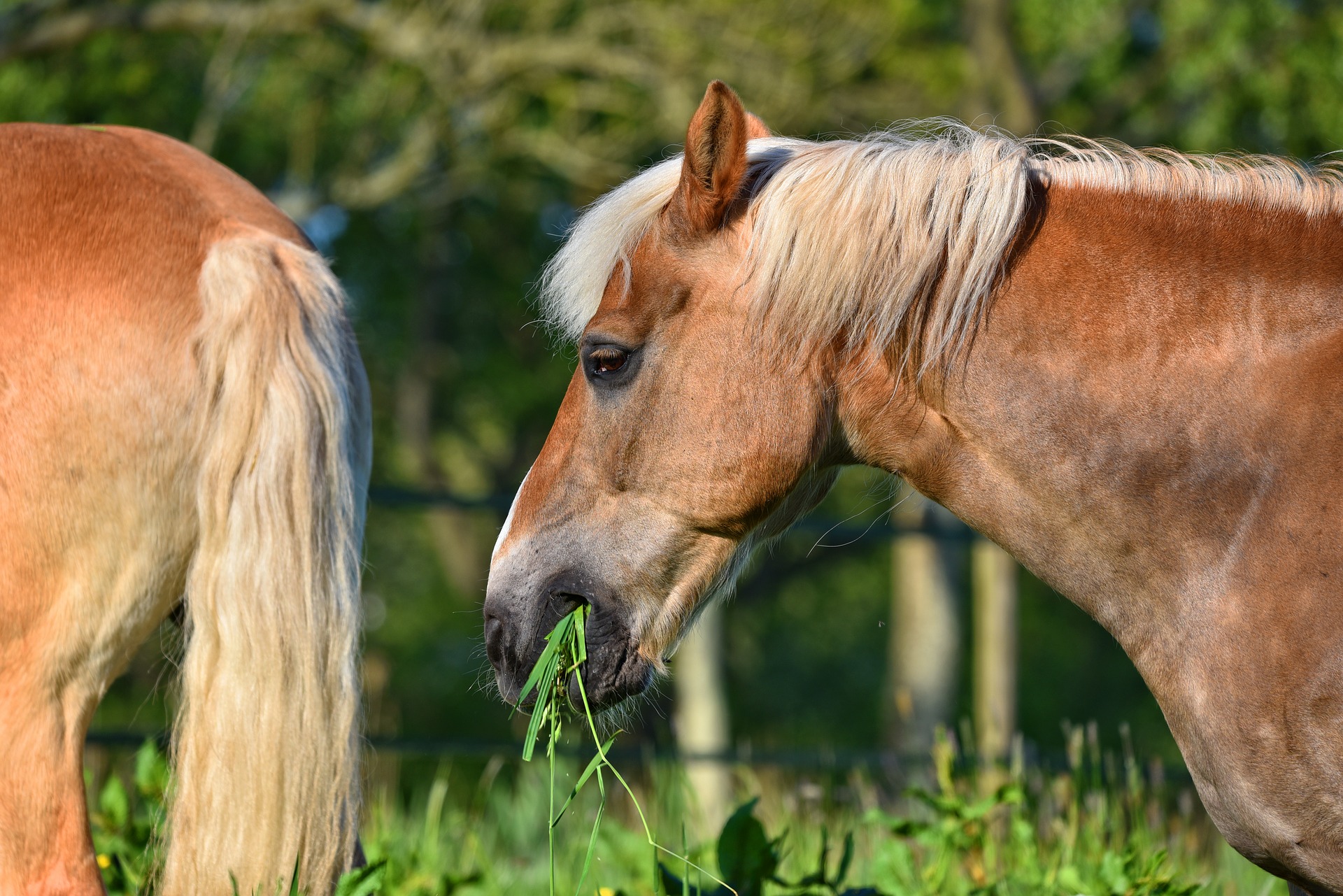 How much food does a laminitic pony actually need? Vet Help Direct
