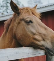 Caring for older horses and ponies