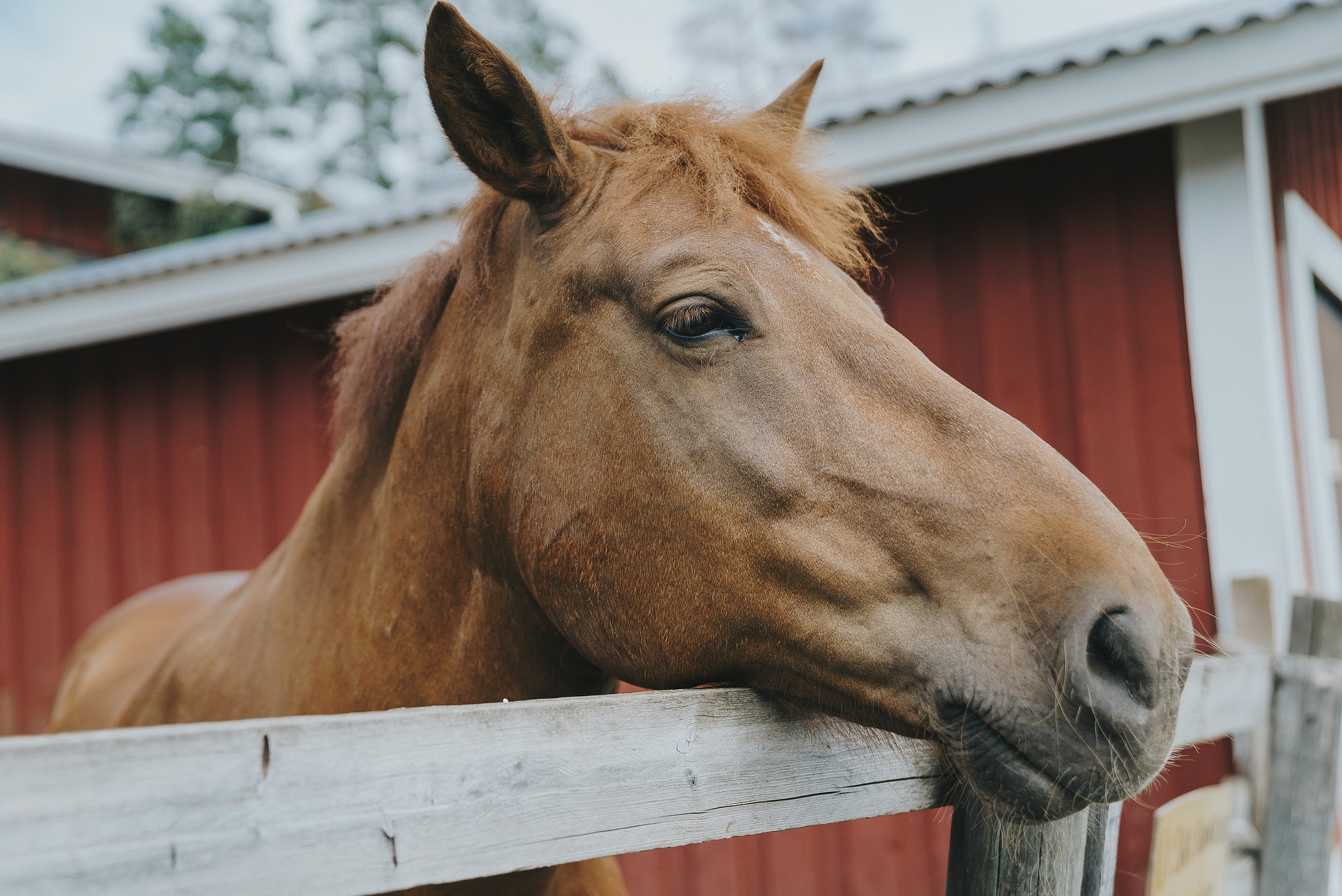 equine-influenza-is-vaccination-really-necessary-vet-help-direct