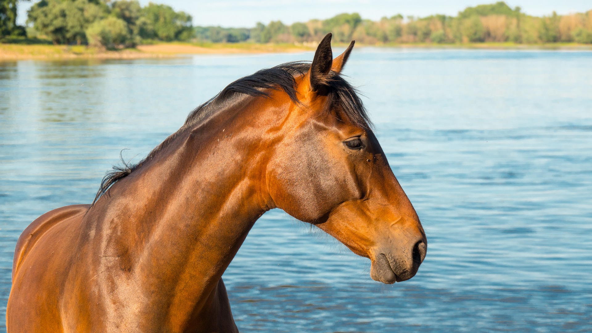 Портрет коня. Портрет лошади фото. Лошадь пьет воду. Лошадь дома.