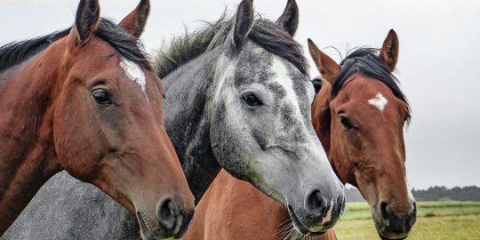 Three horses