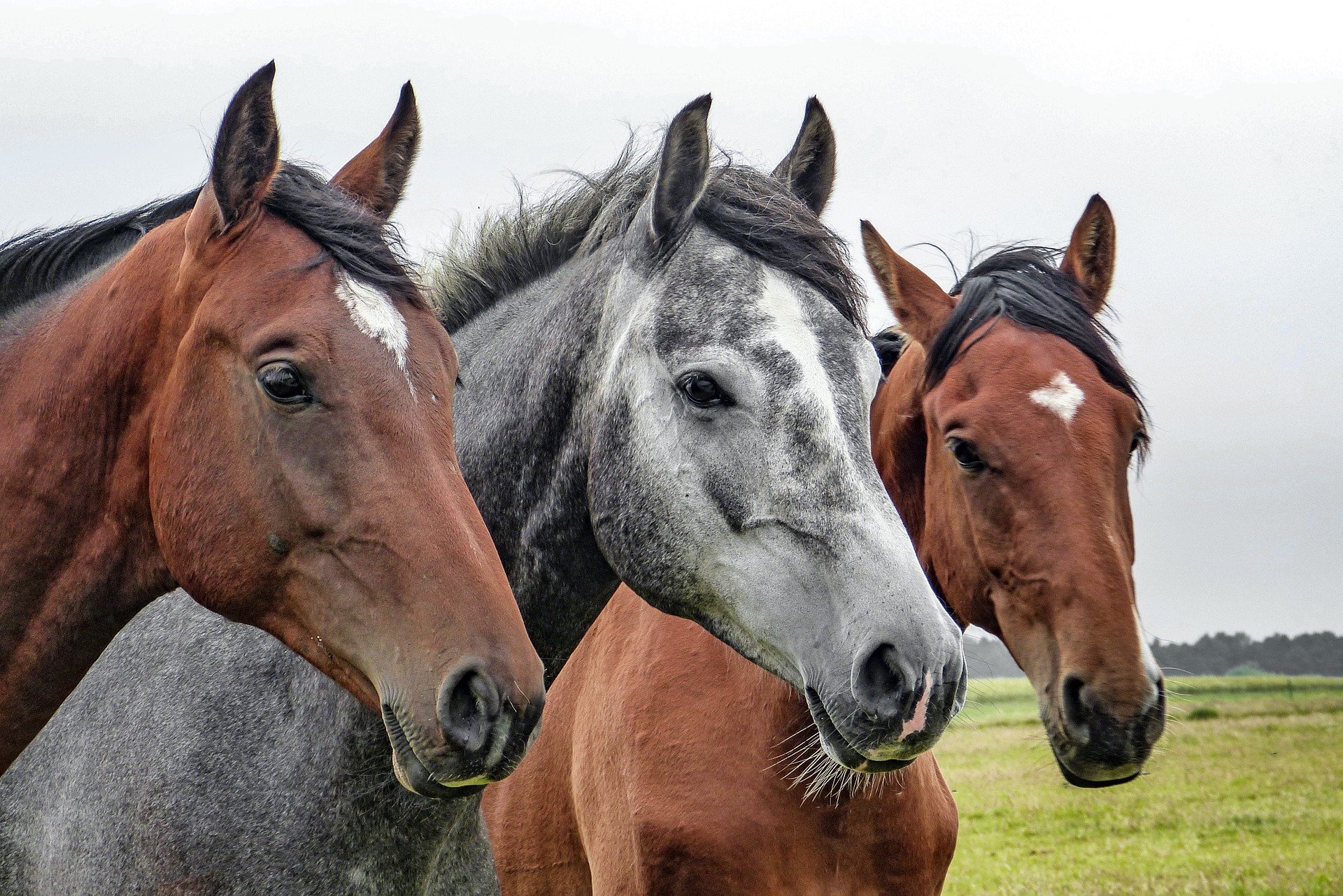 What is equine metabolic syndrome (EMS) and how is it treated? Vet What is equine metabolic syndrome (EMS) and how is it treated? Vet