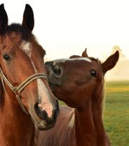 What is EGUS and how are ulcers treated in horses?