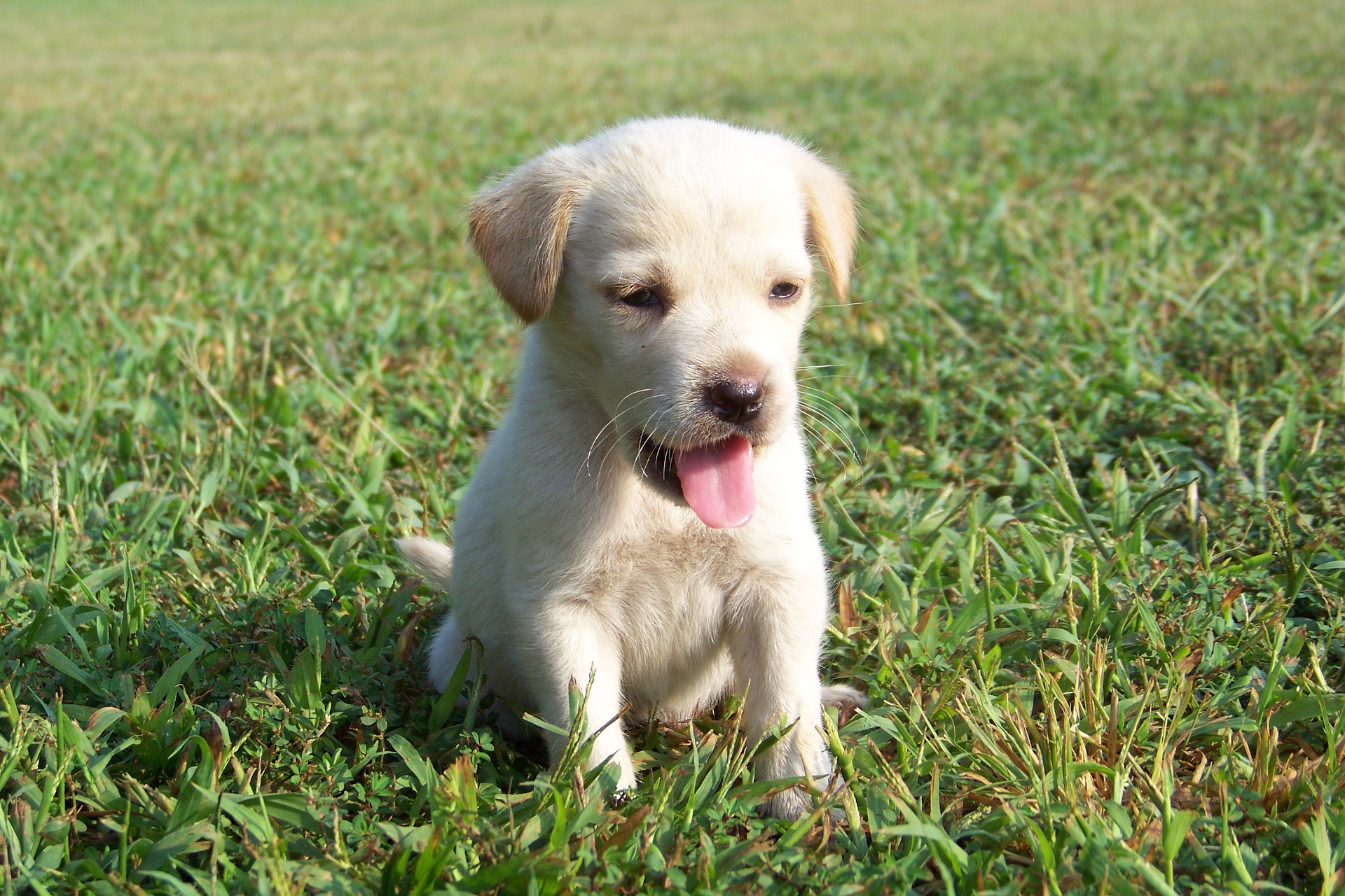 500 Male Dog Names For Your New Furry Friend | BeChewy