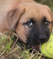 How long does puppy teething last?