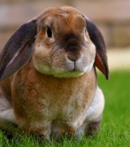 How can you tell if a rabbit has myxomatosis?