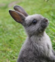 Why do I need to vaccinate my rabbit?