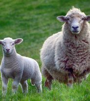 What is sheep worrying and why is it increasing?