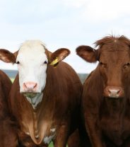 What is the big deal around TB in cows?