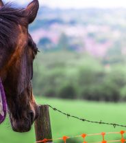 How are horses put down?