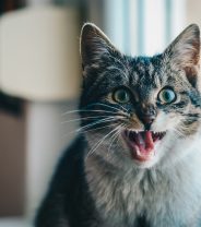 Why is my cat's mouth so sore?