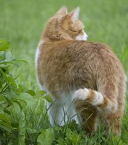 End of life care for cats: what you should look out for