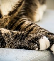 What are the options for treating broken legs in cats?