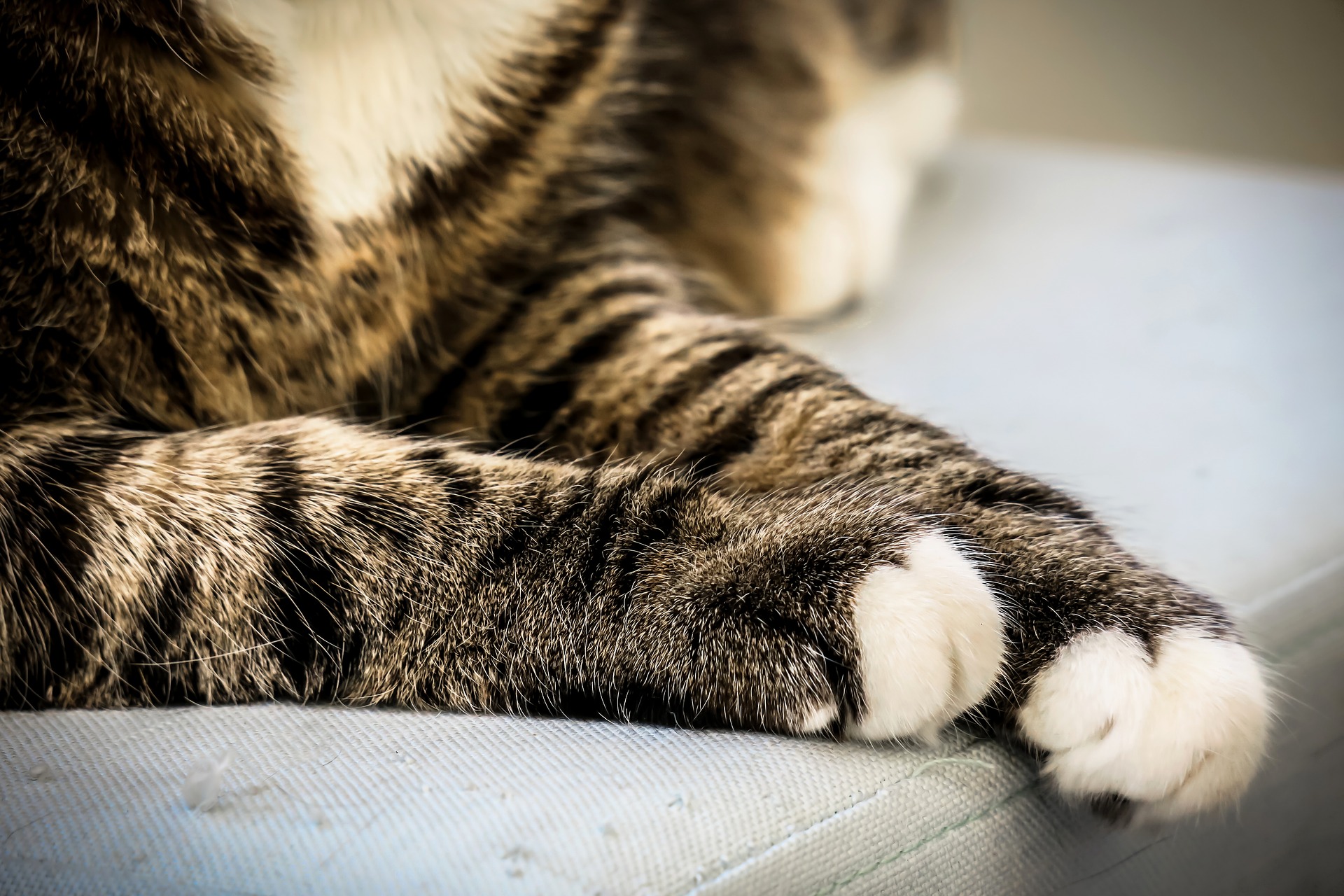 What Are The Options For Treating Broken Legs In Cats Vet Help Direct