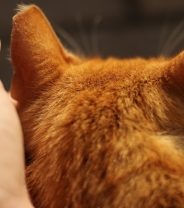 How are cats euthanised and what should owners expect?
