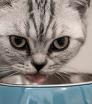 Rise in feline pancytopenia cases, what should cat owners do?