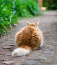 End of life care for cats: knowing when the time is right