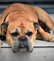 What is pancreatitis and how is it treated in dogs?