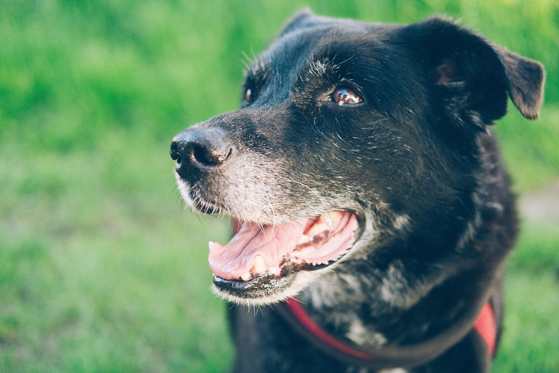 can you insure an older dog