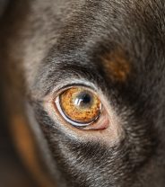 What are the signs of conjunctivitis in dogs and how is it treated?