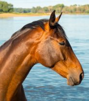 Why might horses need hydrotherapy?