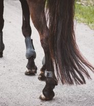 What are the options for treating broken legs in horses?