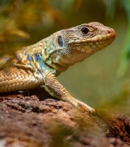Why is calcium so important for pet reptiles?