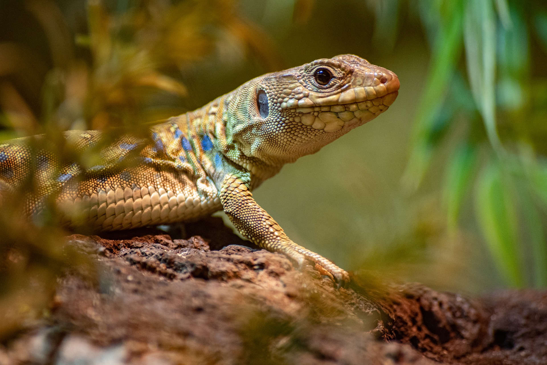 Why is calcium so important for pet reptiles? - Vet Help Direct