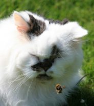 What to do if your cat is stung by a bee or wasp