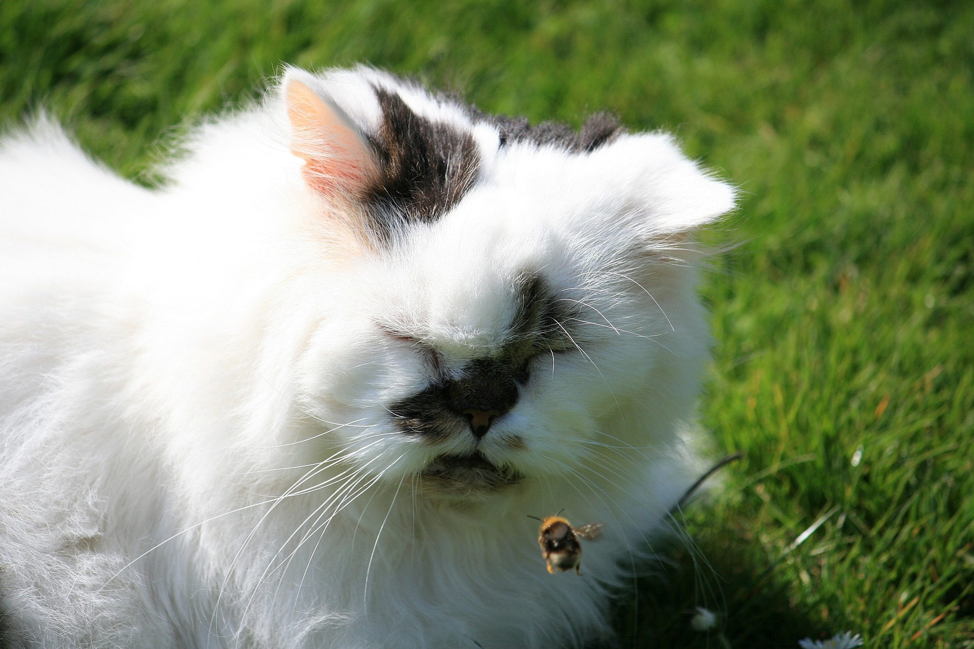 Bee Sting Cat