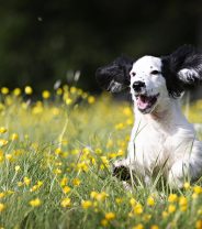 Does neutering a dog change their personality or behaviour?