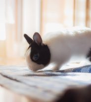 How are broken legs treated in rabbits?