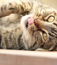 Why might cats need physiotherapy?