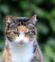 Cats End of Life Care: How Your Vet can Help