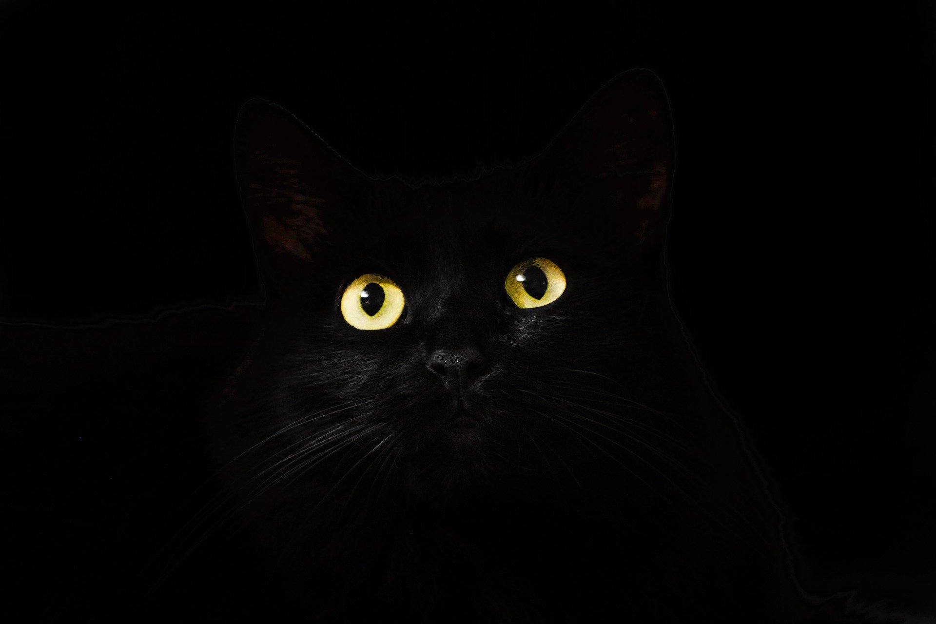 A domestic shorthair cat with dilated pupils and its mouth open in