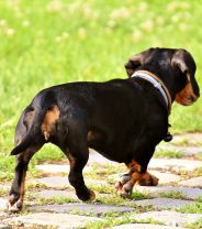 Why does my dog keep running away?