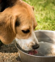 Should we be giving dogs electrolytes in hot weather?