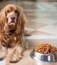 When can puppies eat dog food?