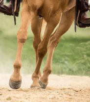 Is shockwave therapy for horses worth it?