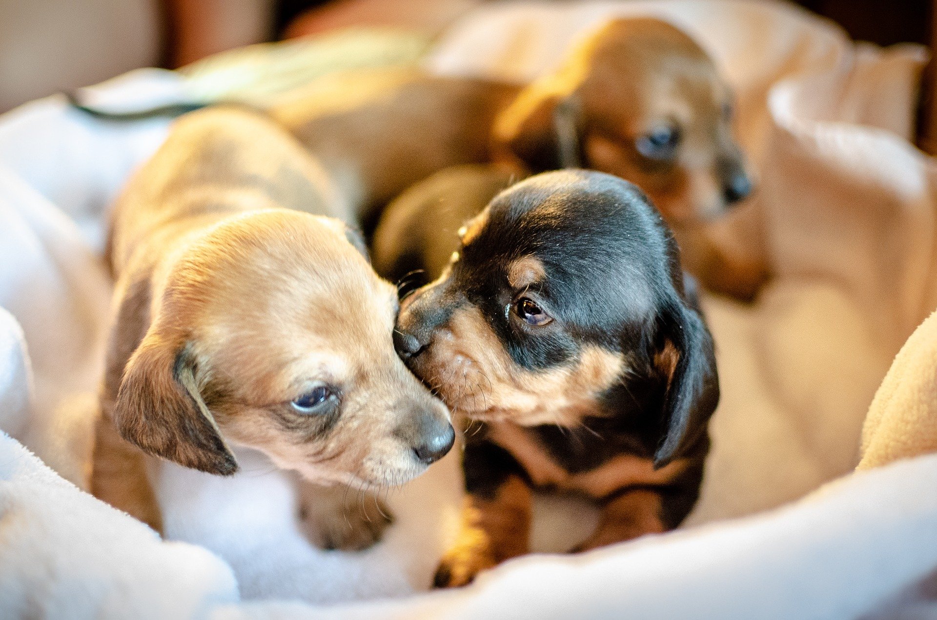 Dog breeding health sales tests