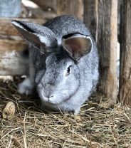 Settling in a new rabbit - advice from a vet