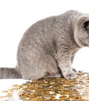 Is insurance for cats worth it?