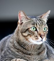 How Can I Help My Cat Lose Weight?