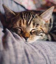 Top tips from a vet on peaceful euthanasia for cats