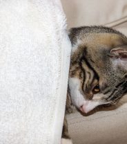 4 symptoms of anaemia in cats