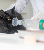 Can cats get asthma and what are the symptoms?