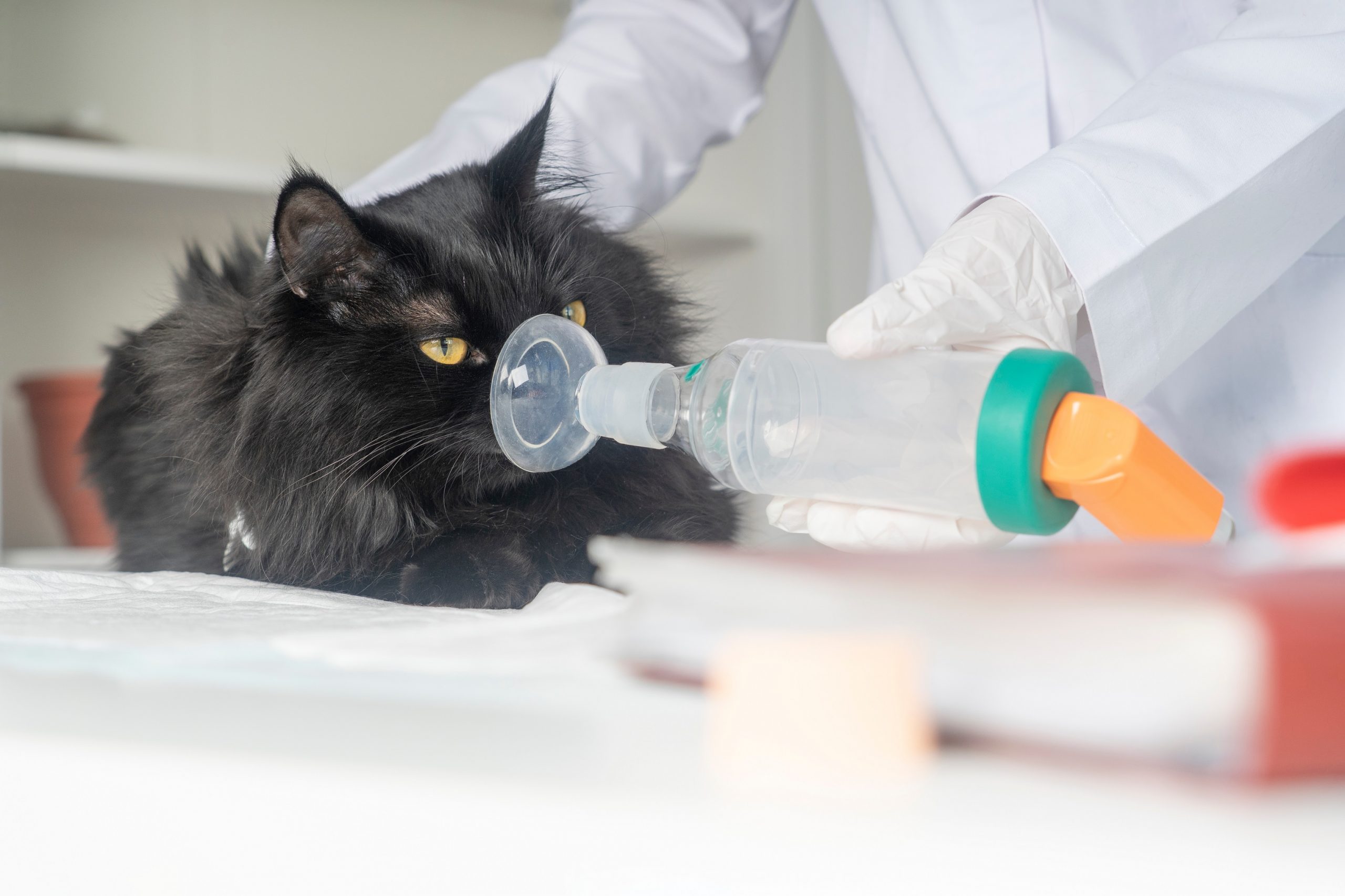 Can cats get asthma and what are the symptoms? Vet Help Direct